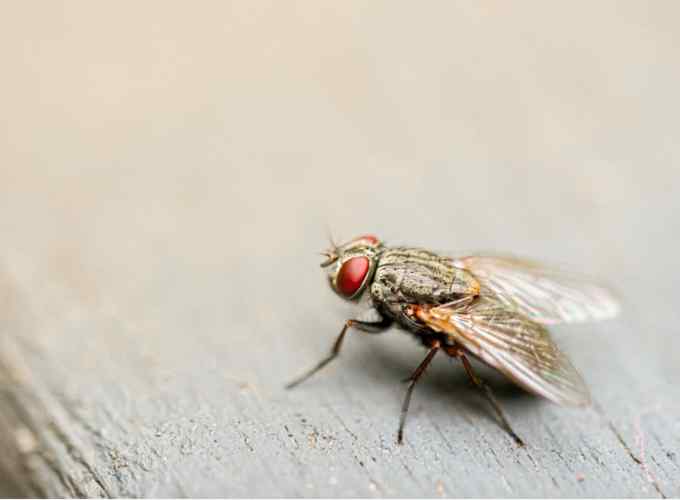 Close-up photo of a fly