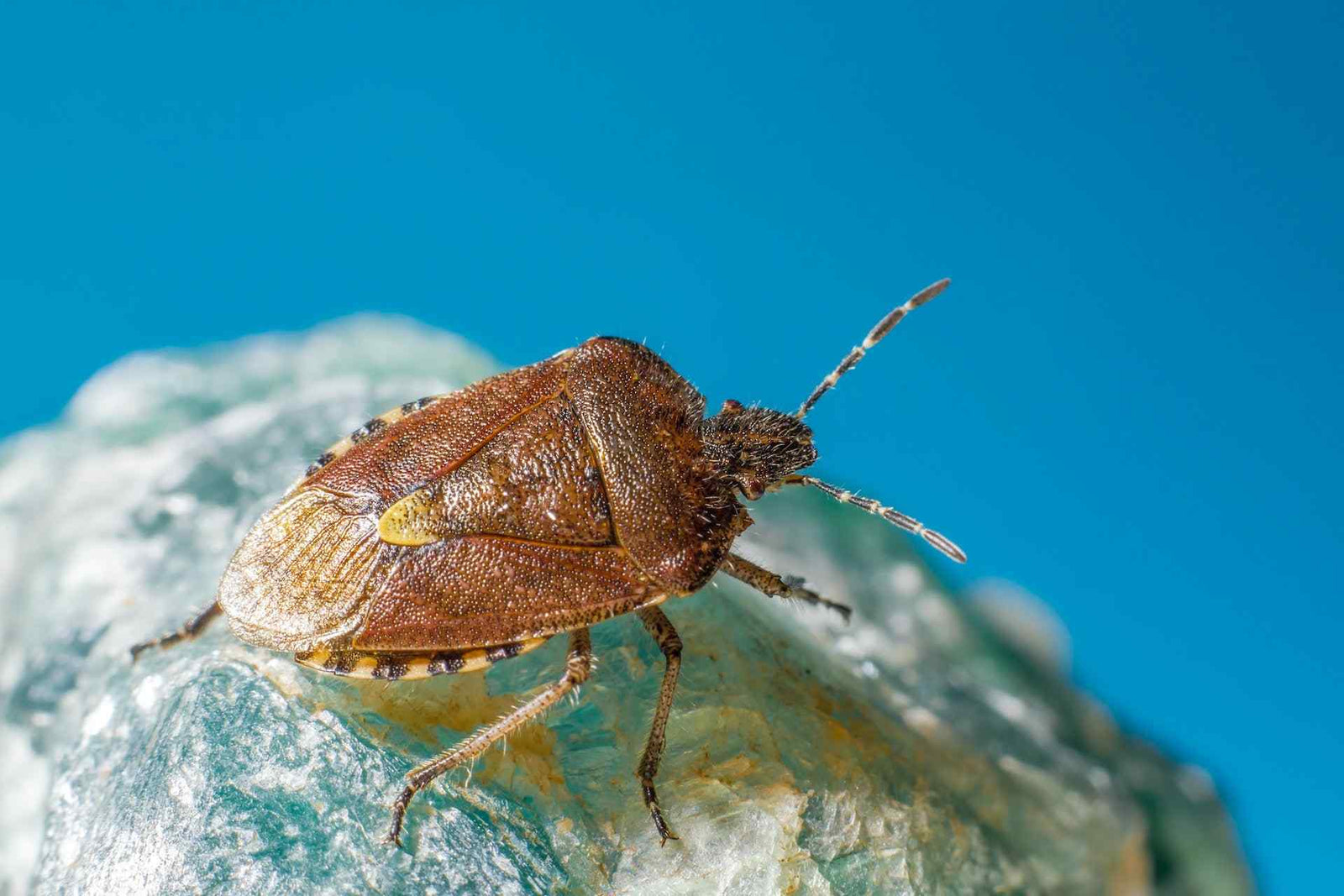 Close-up photo of a stink bug