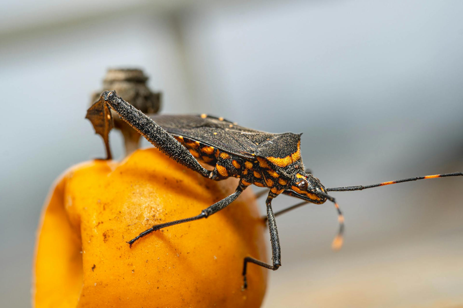 close-up of a kissing bug sitting on a fruit