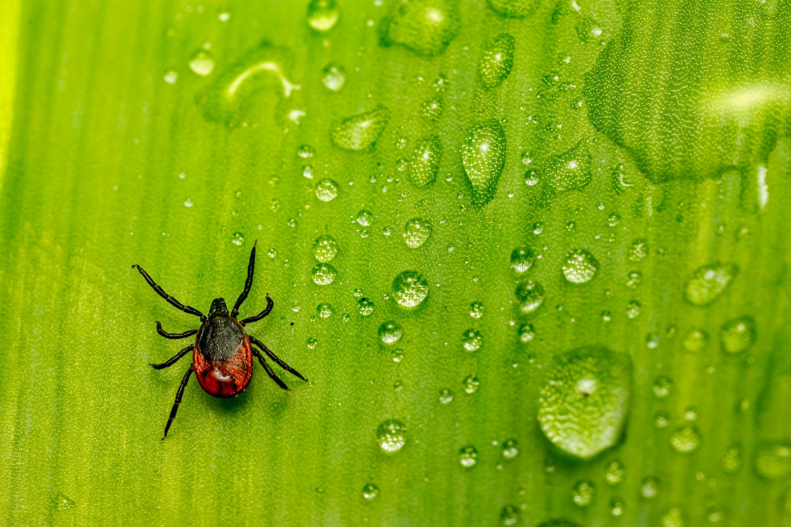 a tick on a yellow flower