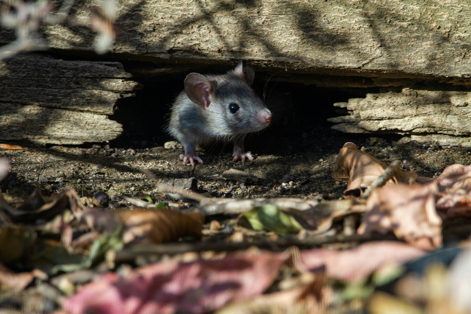 rat hiding in a log