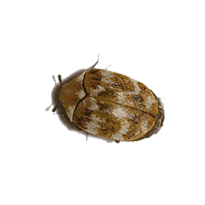 Carpet Beetles Insects