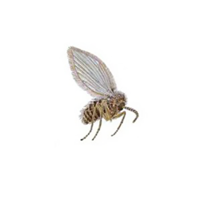 Drain Fly