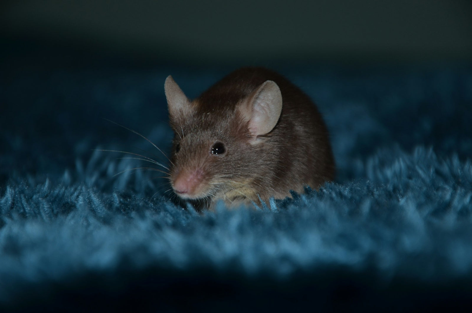 mouse on carpet