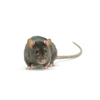 rodent-icon