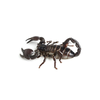 scorpion-icon