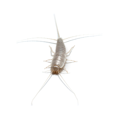 SilverFish