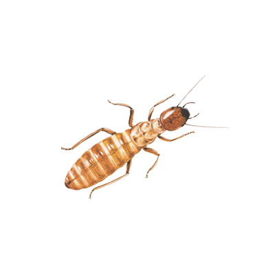 Termite Insect