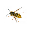 wasp-icon