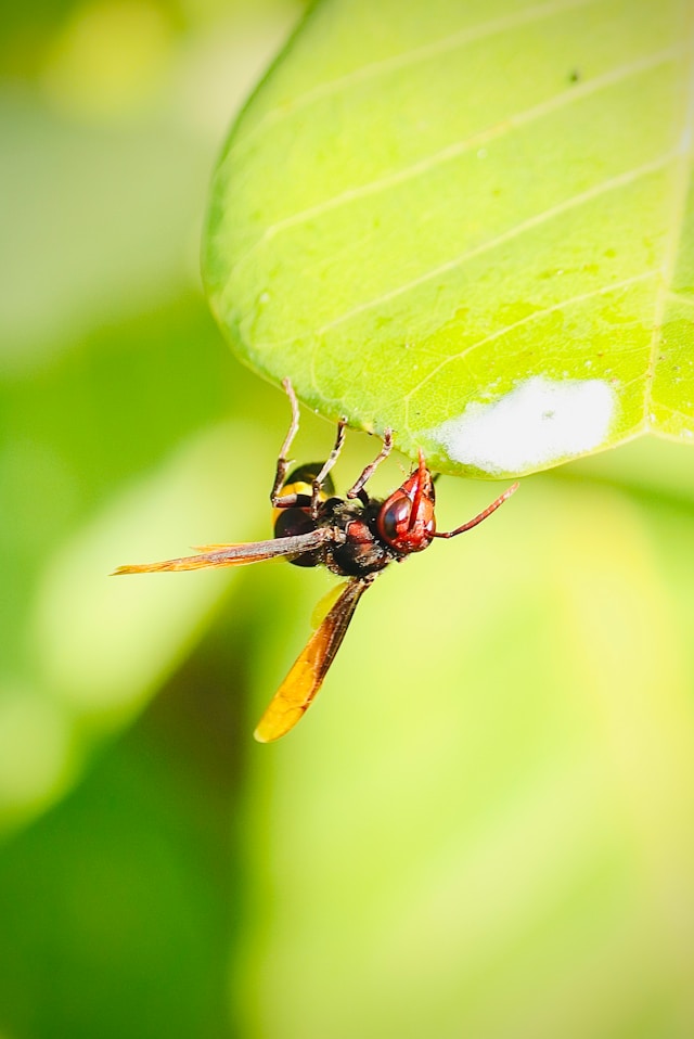 wasp on a green leaf