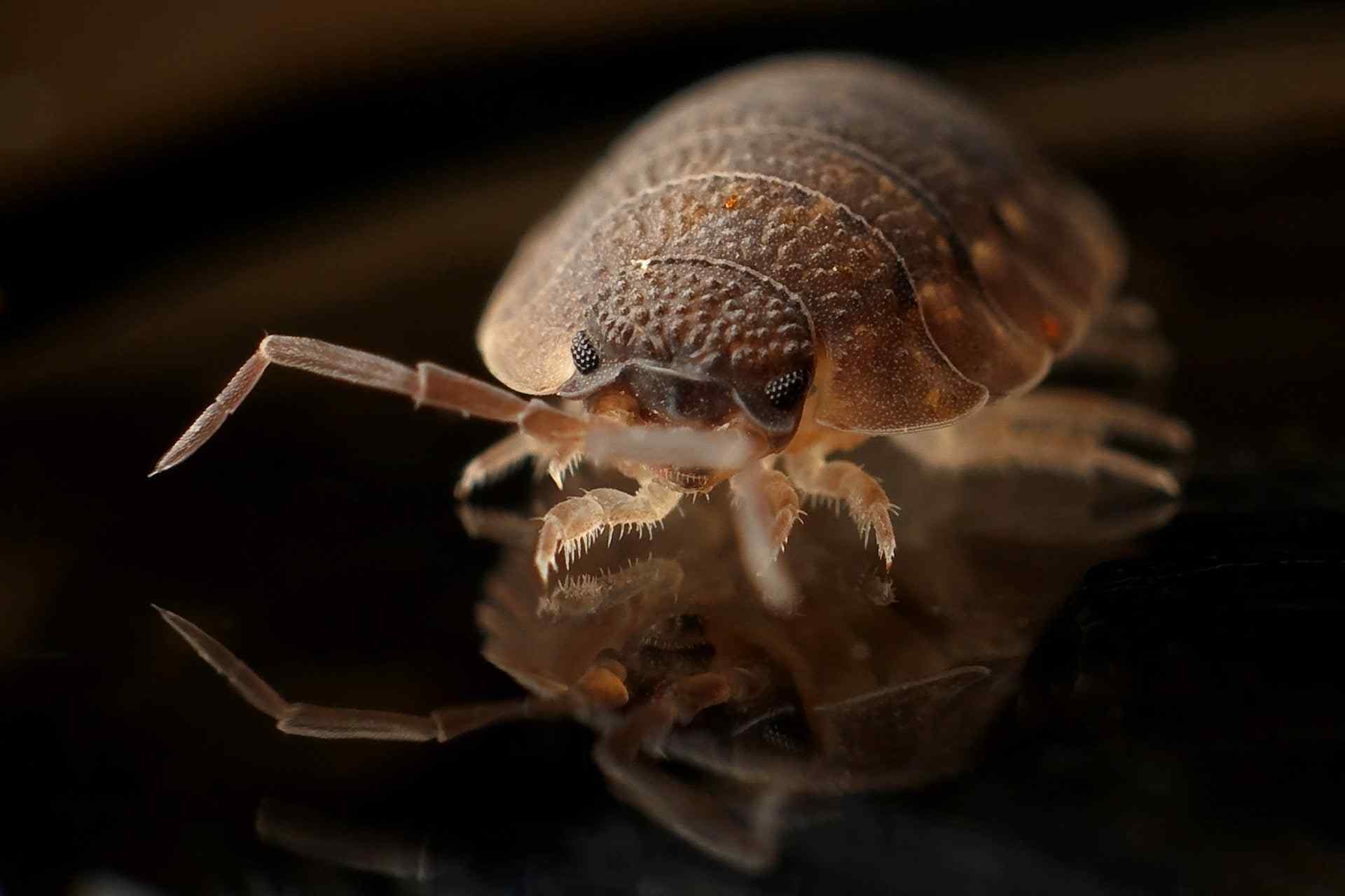 Close-up Photo of a Bed Bug