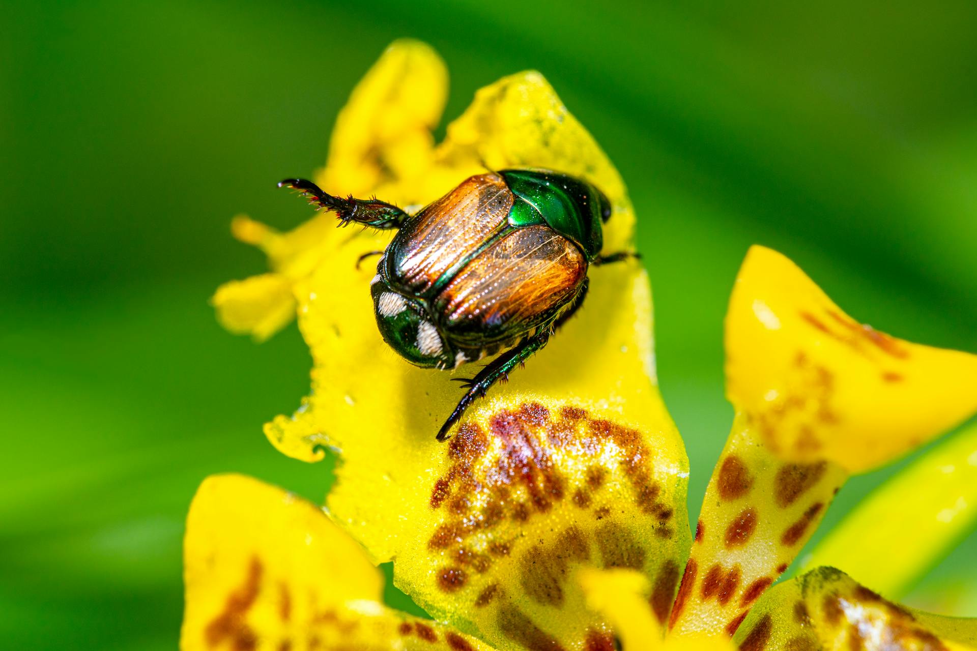 a Japanese beetle crawling on a blossom yellow flower