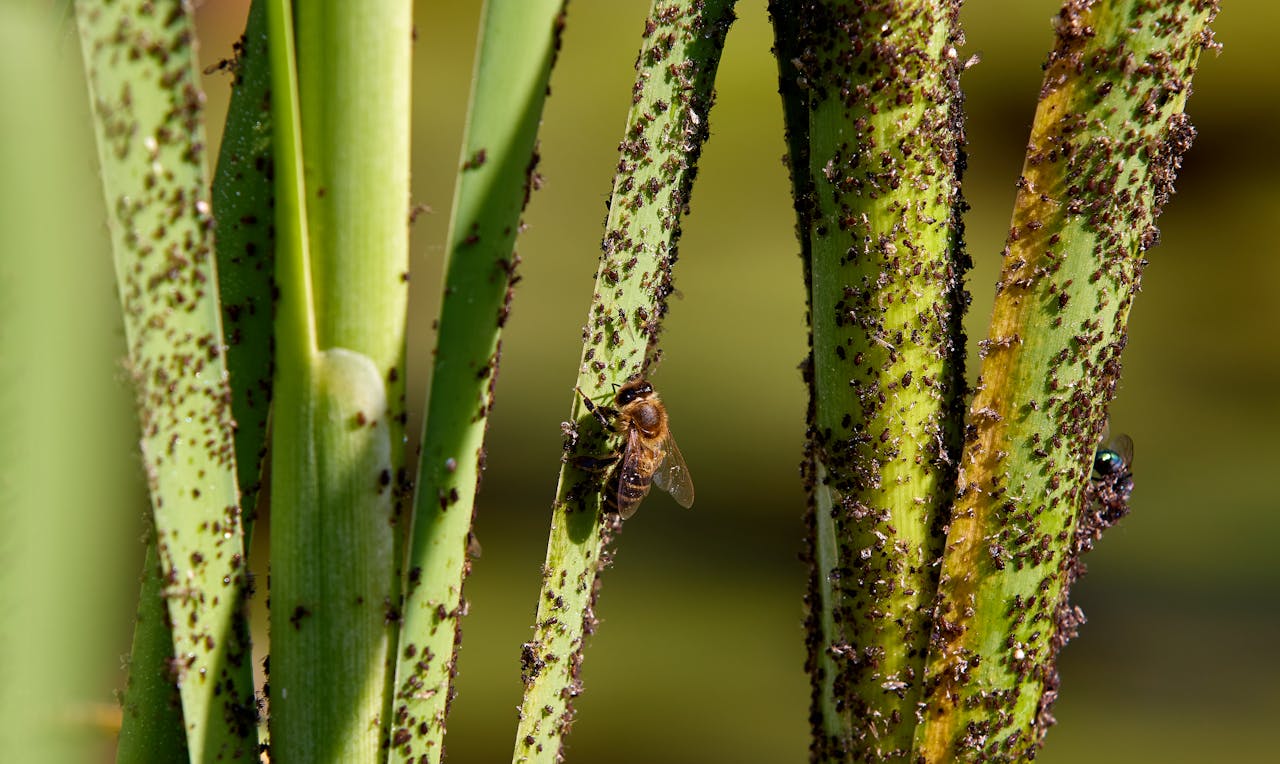 aphids on infested green plant