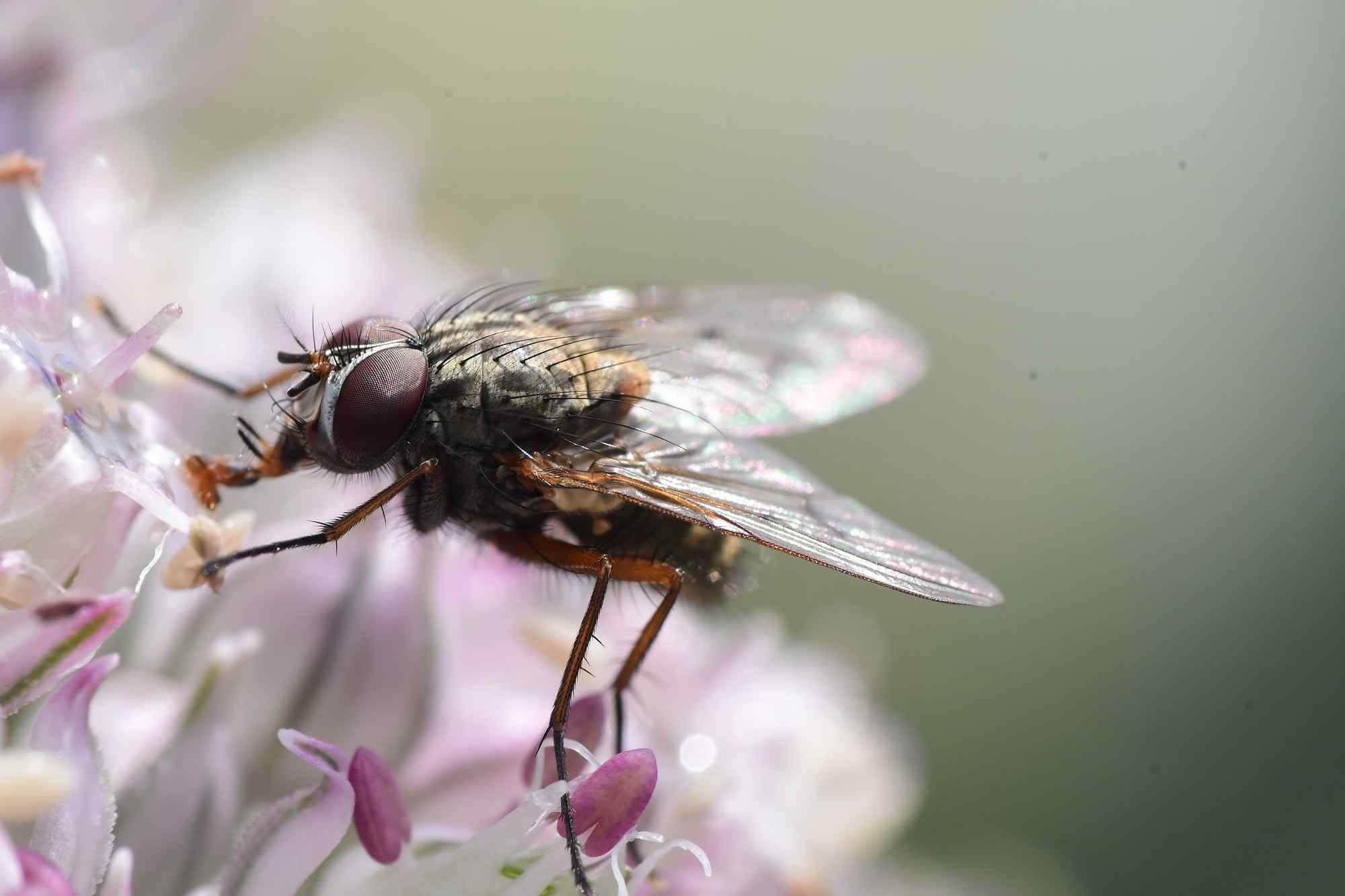 Macro photo of fly on a flower