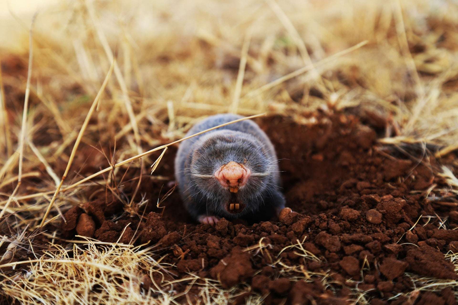 Mole burrowing a hole