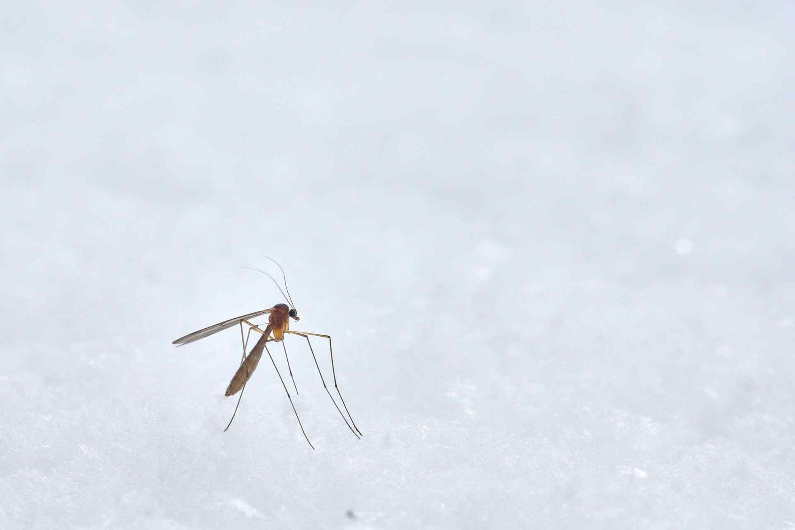 Mosquito on White Surface