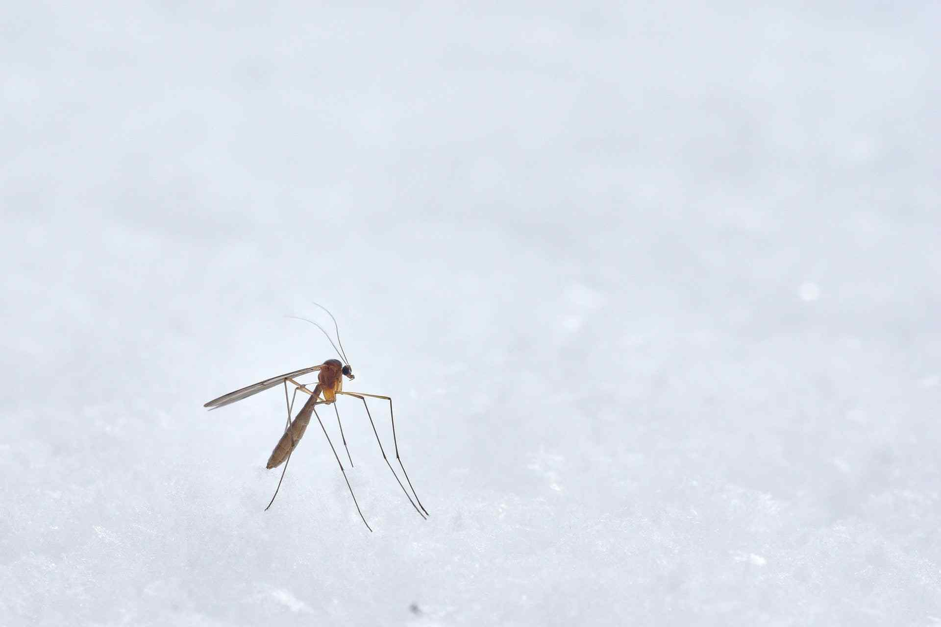 Mosquito on White Surface