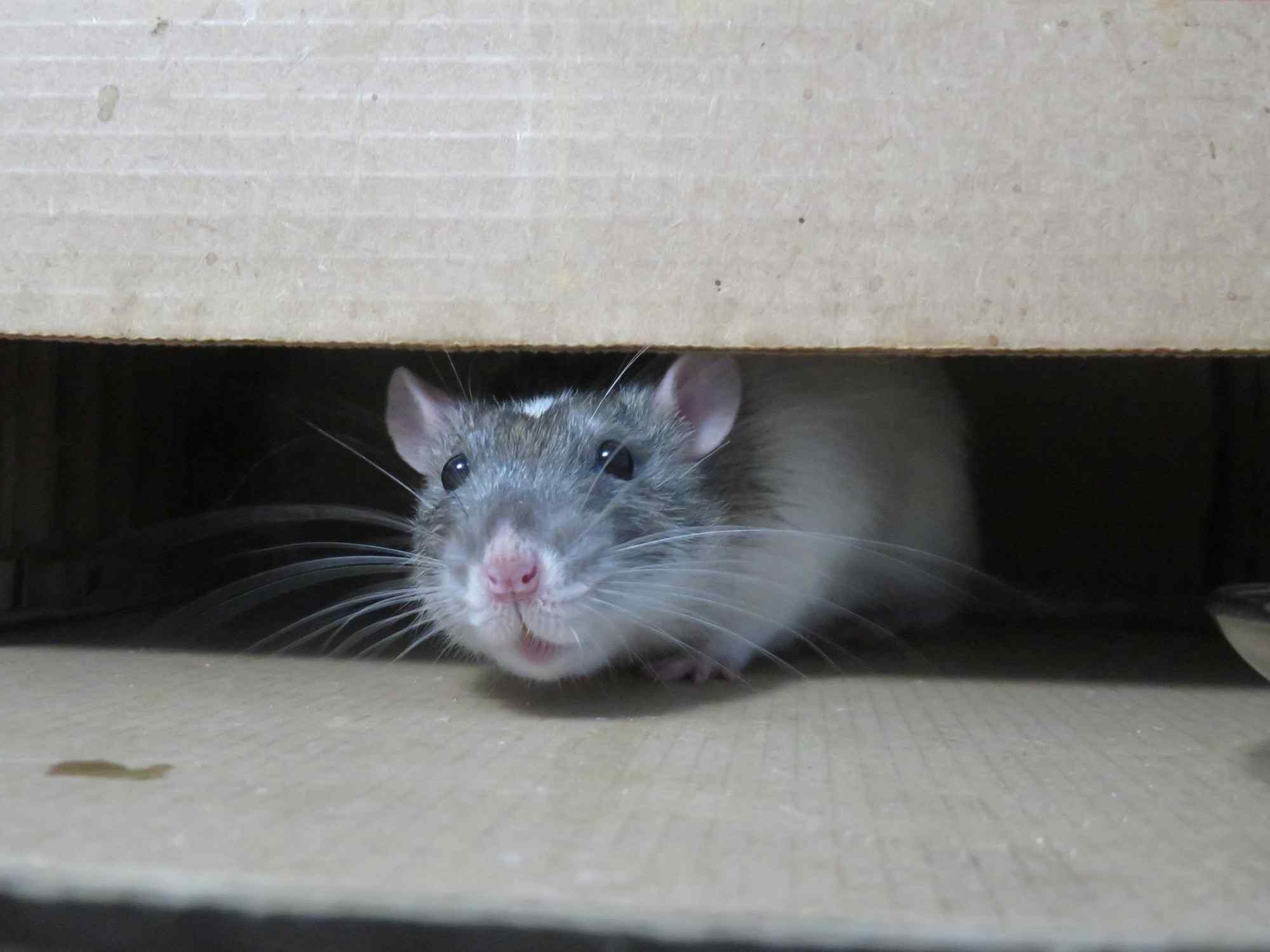 Rat hiding under a cardboard box