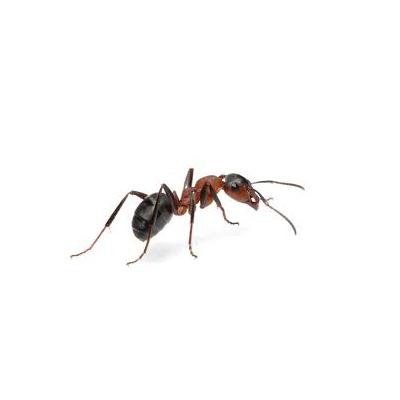 ANT PESTICIDES