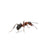 ANT INSECTICIDE & OTHER ANT CONTROL PRODUCTS