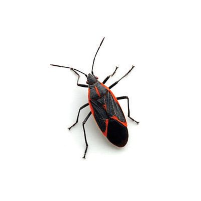 Boxelder Bugs