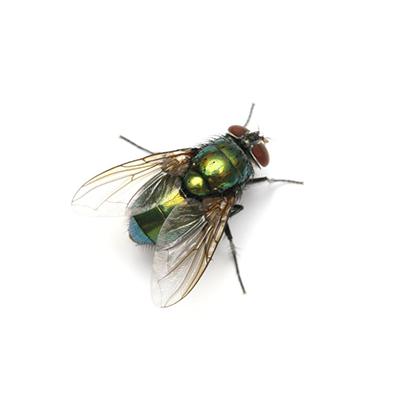 FLY CONTROL PRODUCTS