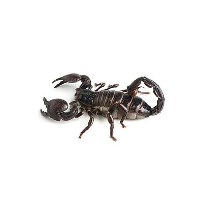 Scorpions