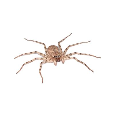 SPIDER PEST CONTROL