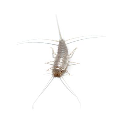 Silverfish Insecticide