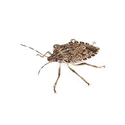 Stink Bugs