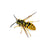 Wasp | Hornets | Yellow Jackets