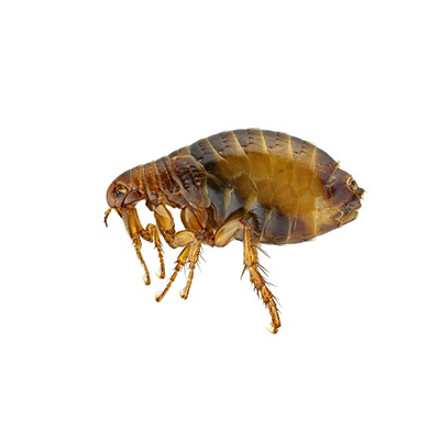 Fleas Insects