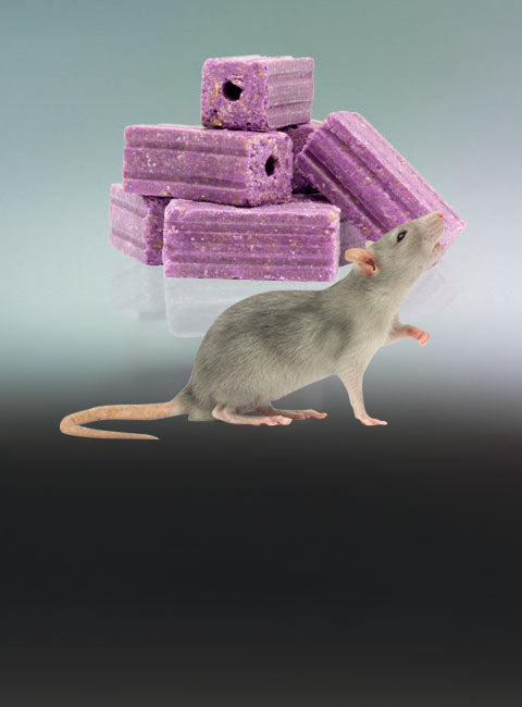 Rodent's banner