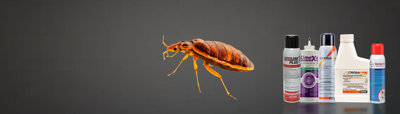 Bed bug's banner