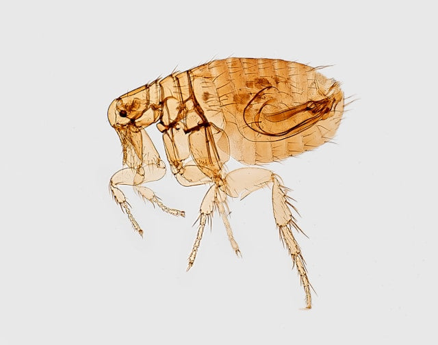 magnified view of a rat flea