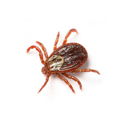 Ticks Insects