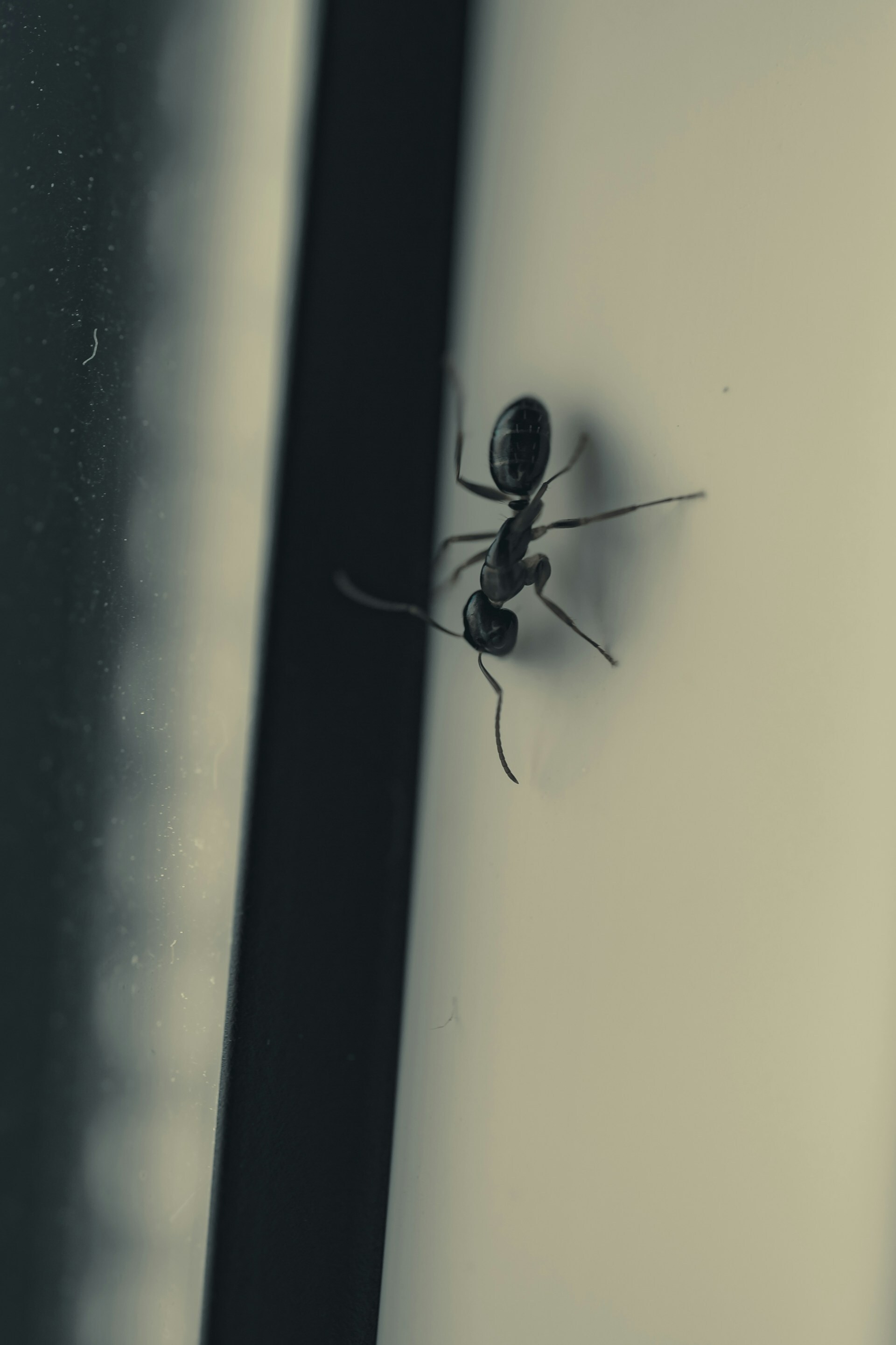 ant on wall