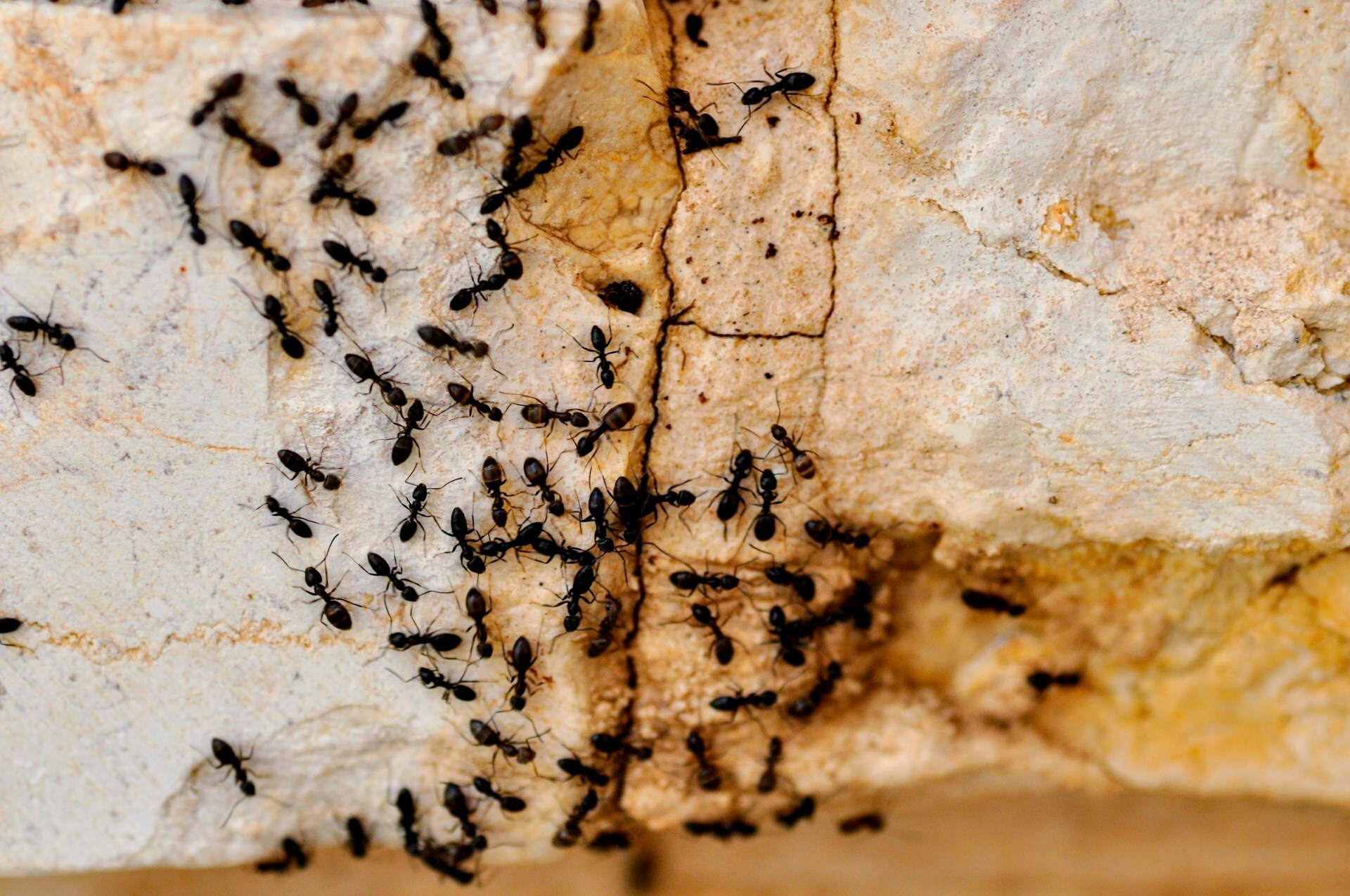 ants on a rock