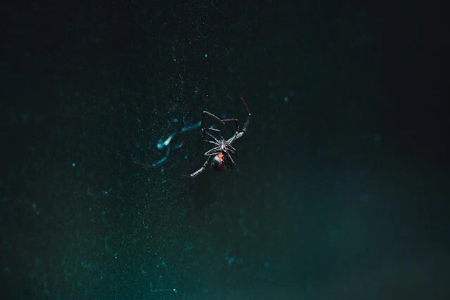 black widow spider