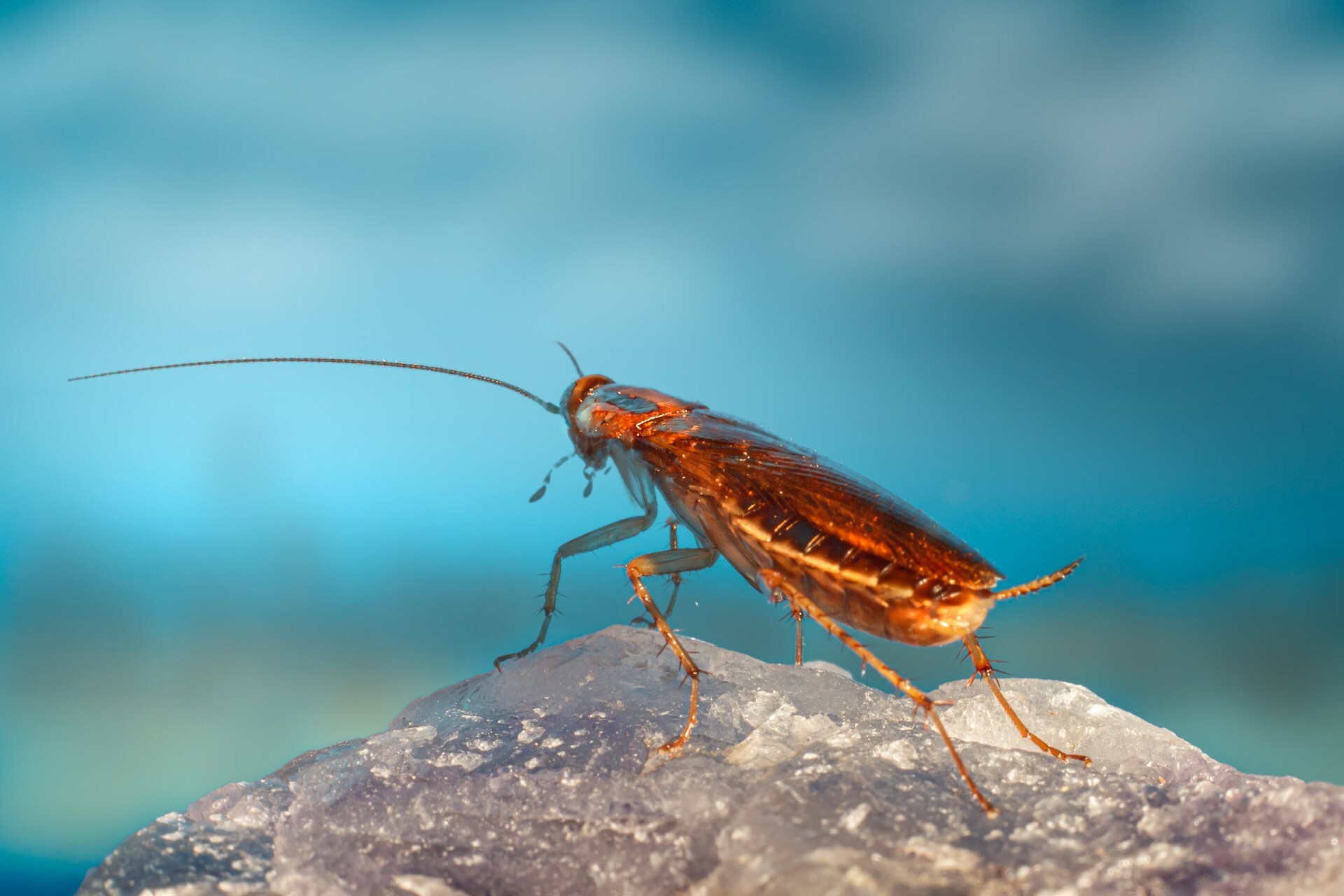 cockroach on rock