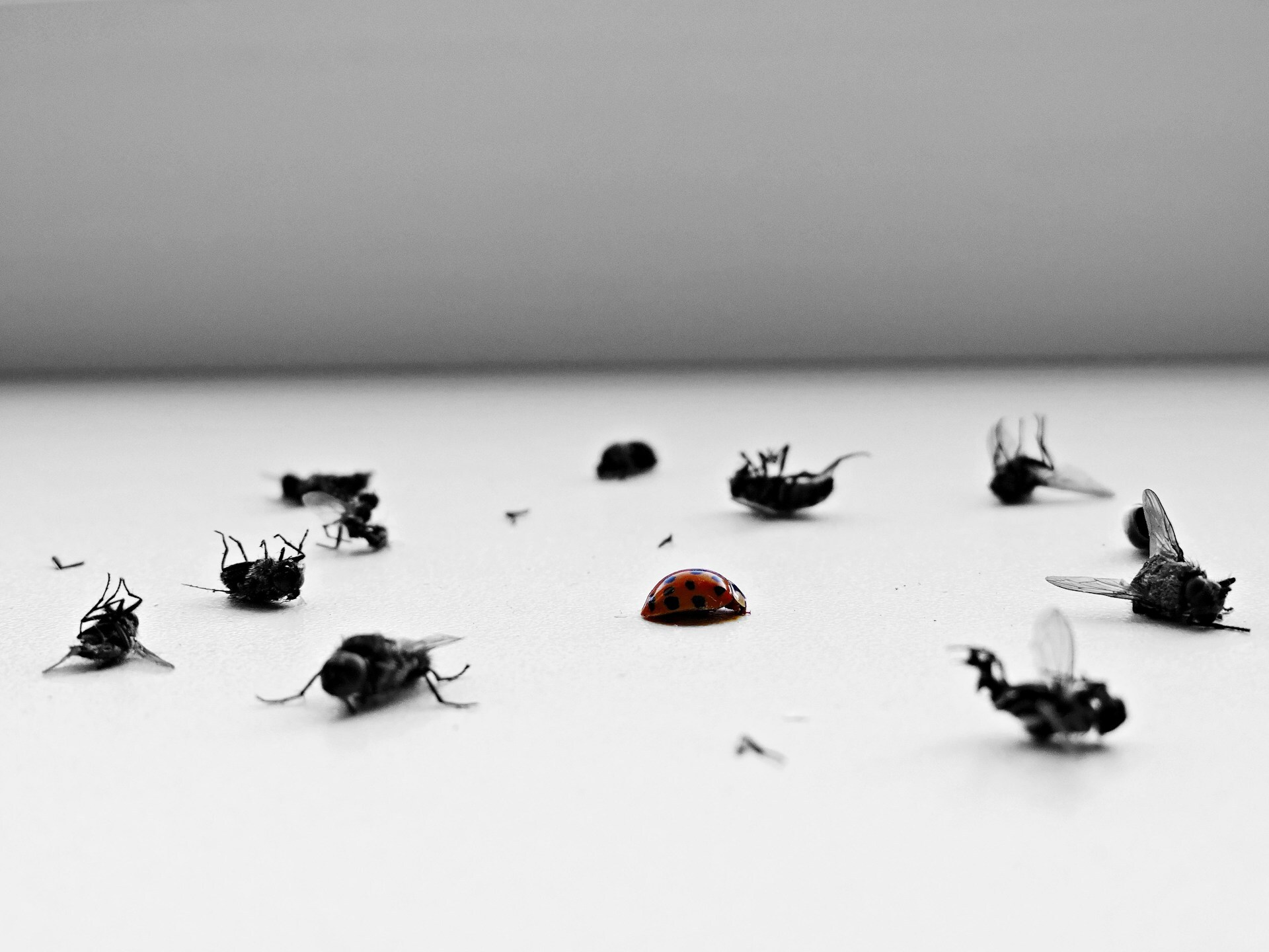 dead bugs on table