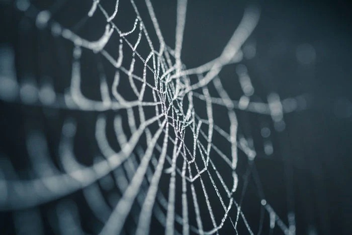 Frozen spiderweb