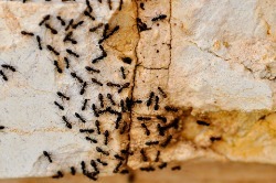 ants on a rock