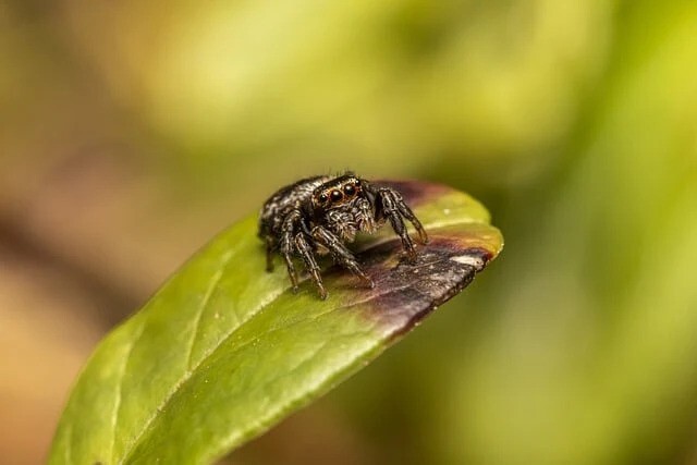 jumping spider on leaf