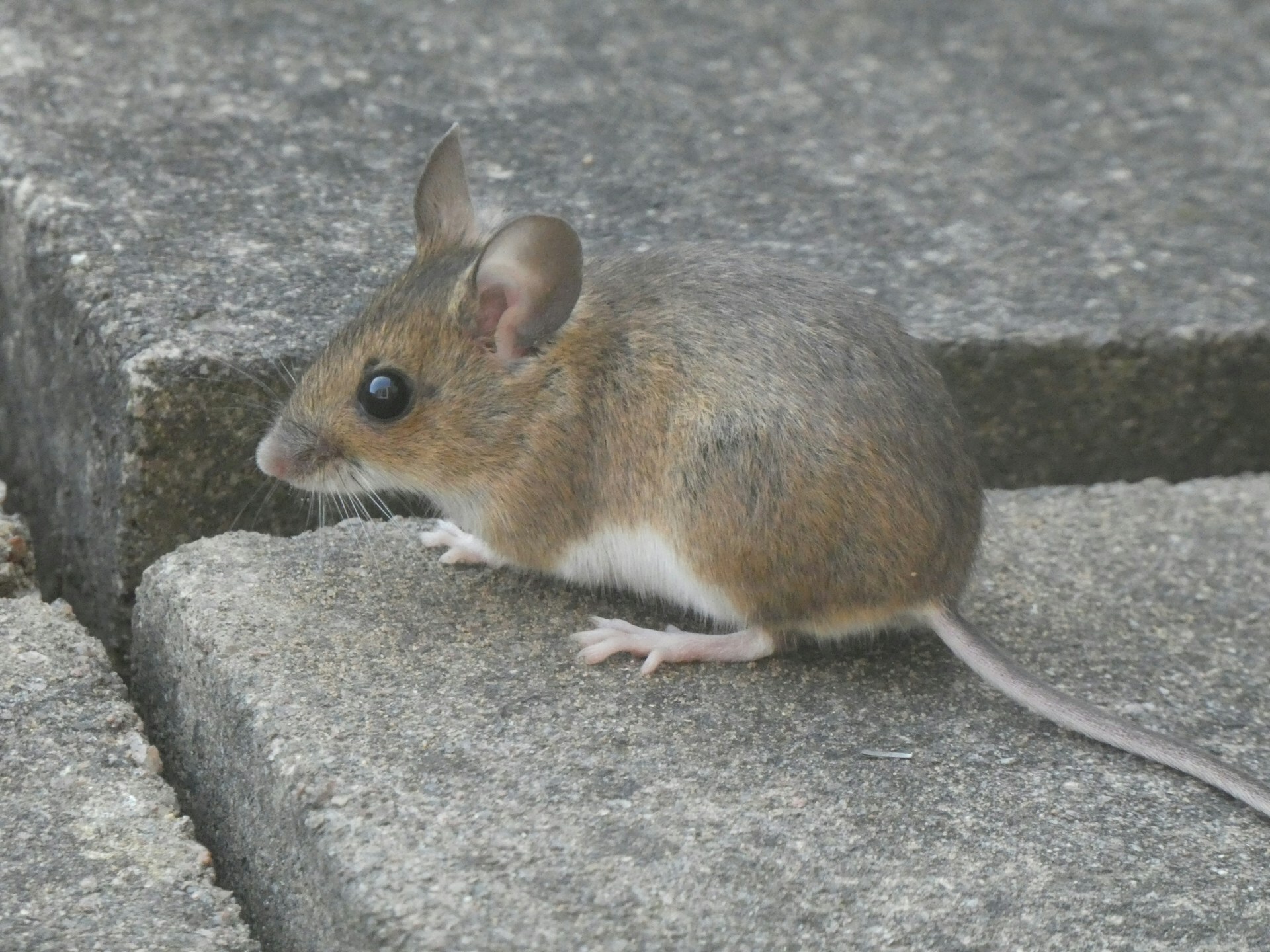 mouse on cement