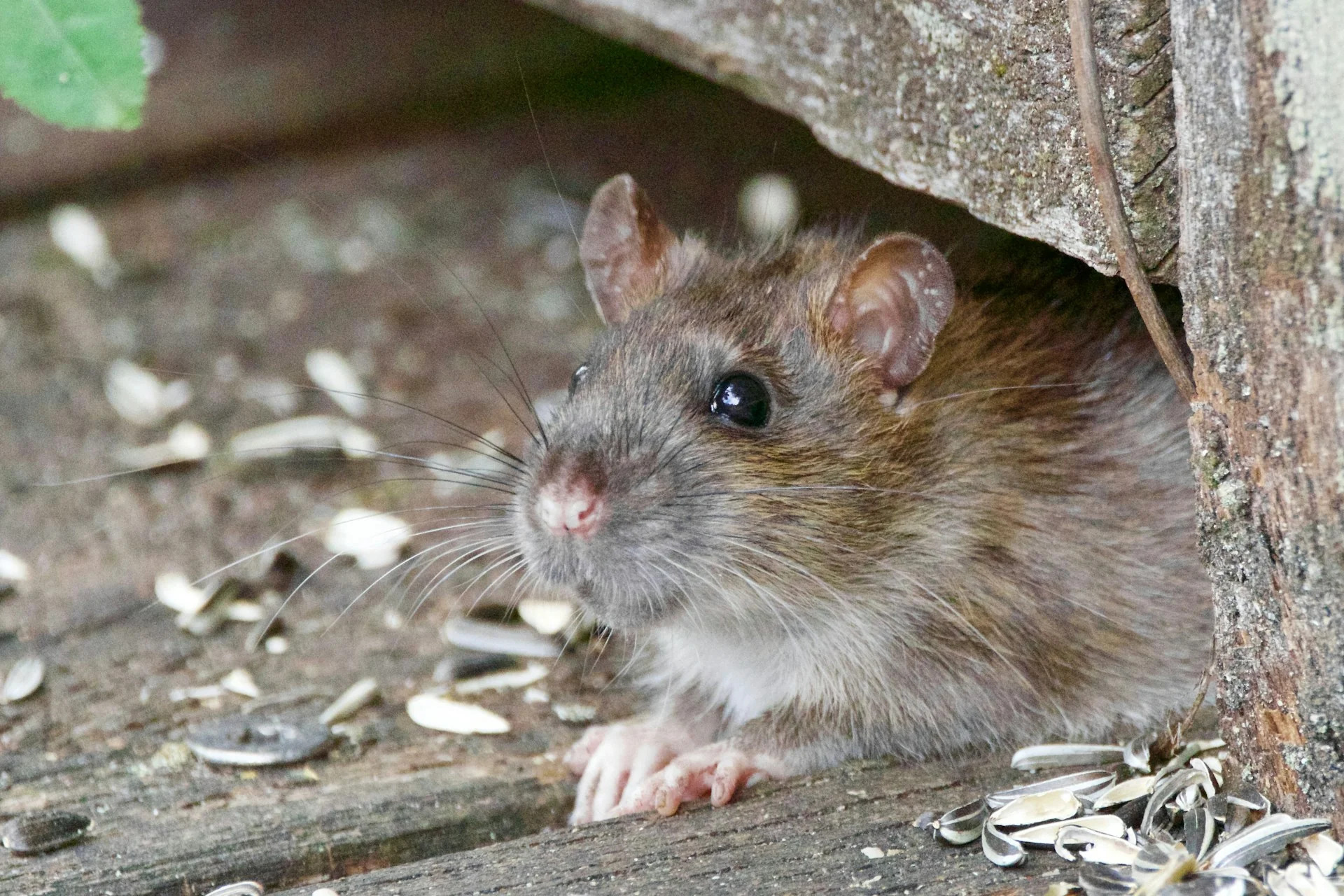 rodent outside