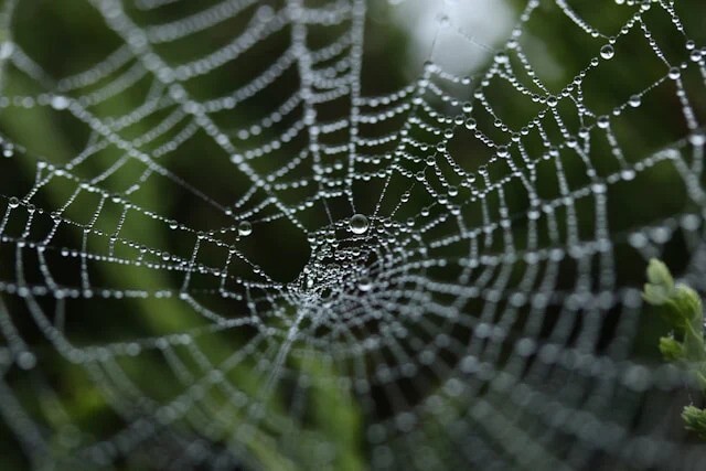 spider web covered in dew