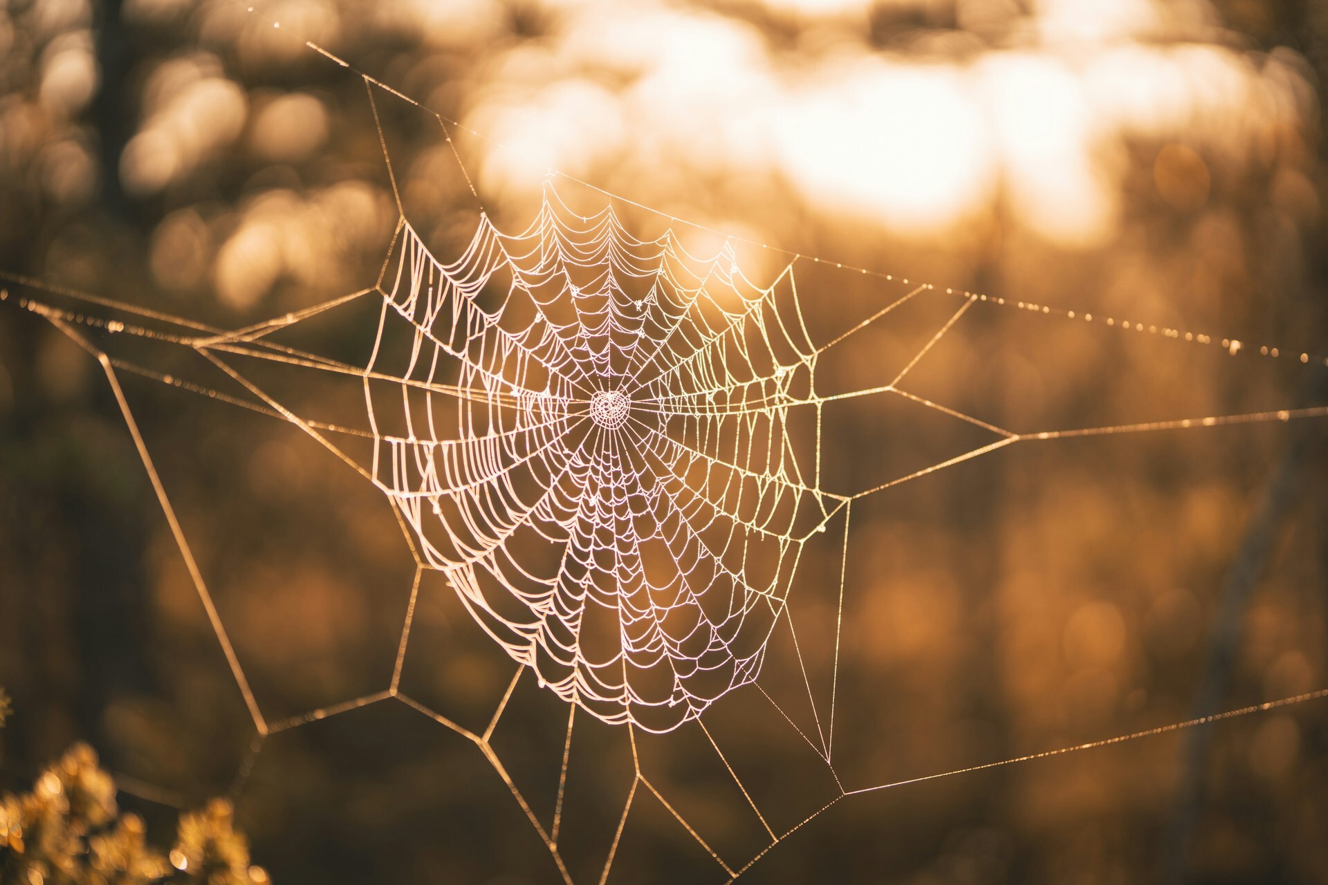 spider web at window