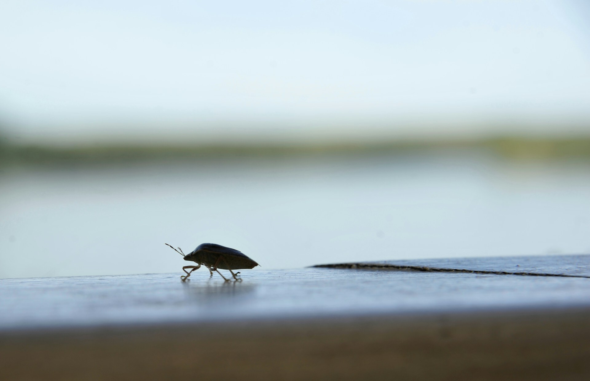 stink bug on ledge