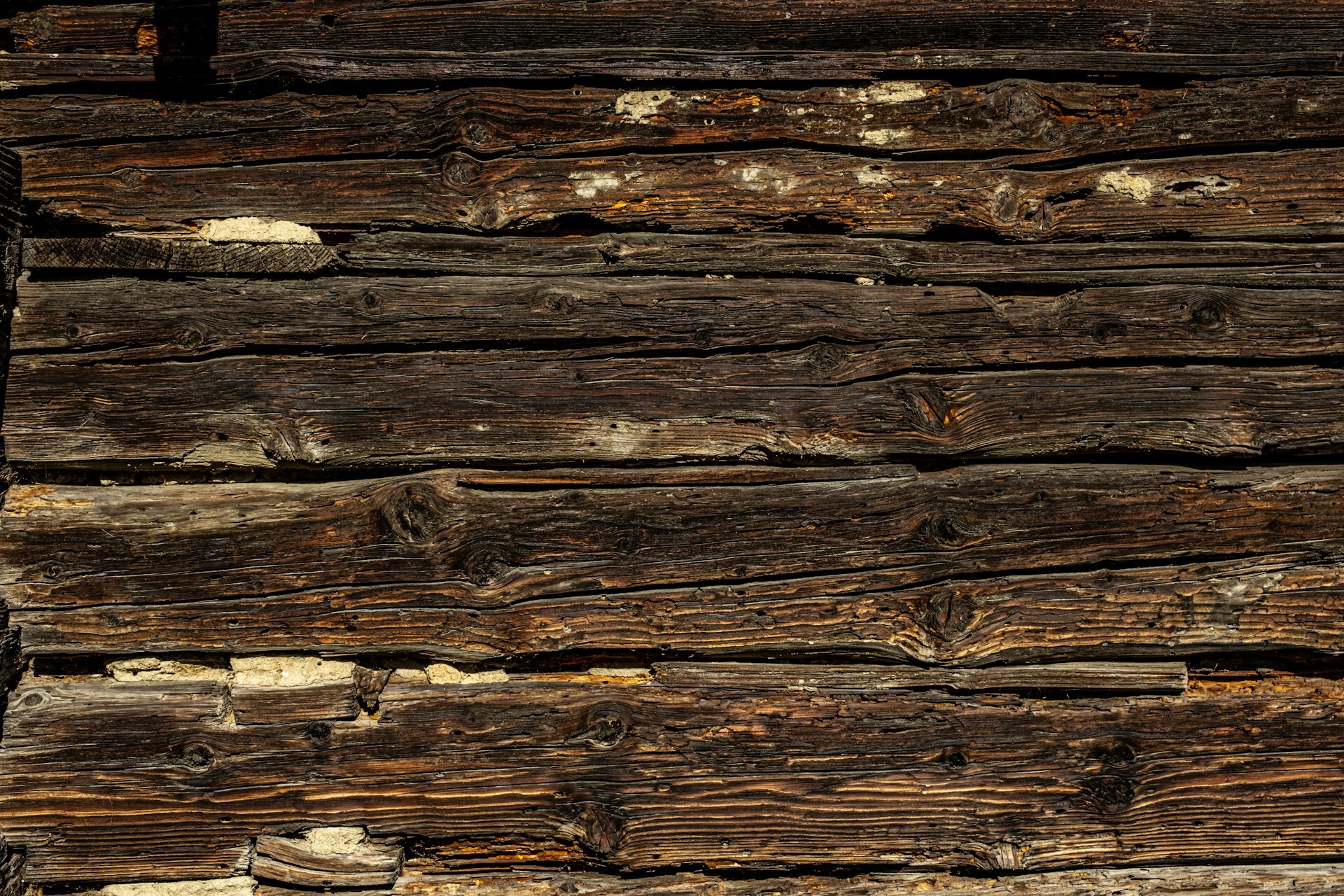 termites in wood